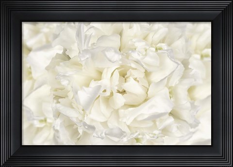 Framed White Peony Flower Print