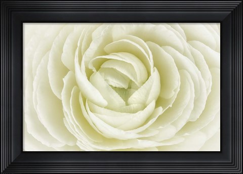 Framed White Persian Buttercup Print