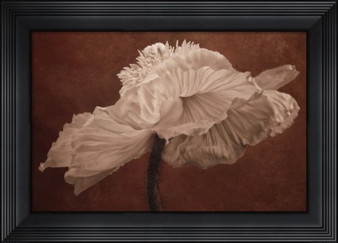 Framed White Poppy Print