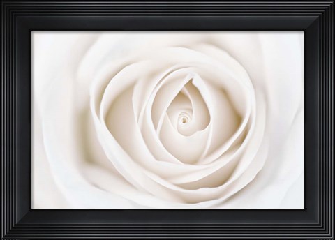 Framed White Rose Print