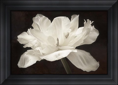Framed White Tulip I Print