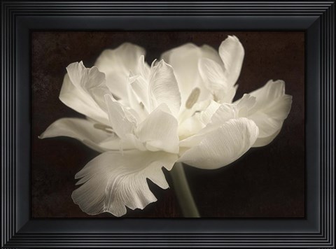 Framed White Tulip II Print
