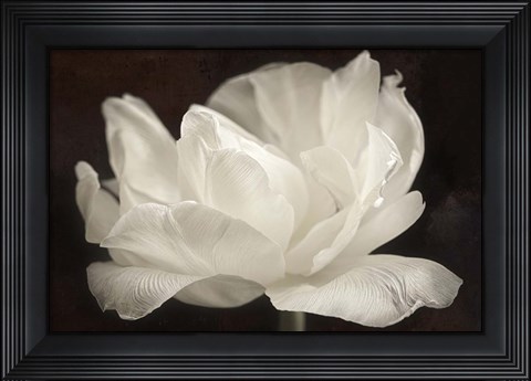 Framed White Tulip III Print