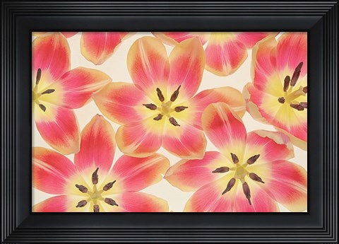 Framed Yellow and Coral Red Tulips Print