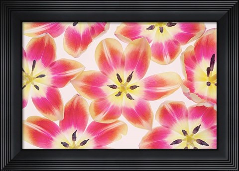 Framed Yellow and Red Tulips Print