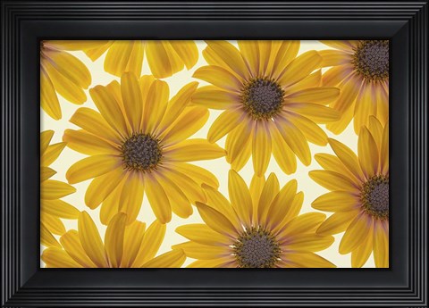 Framed Yellow Cape Dasies Print
