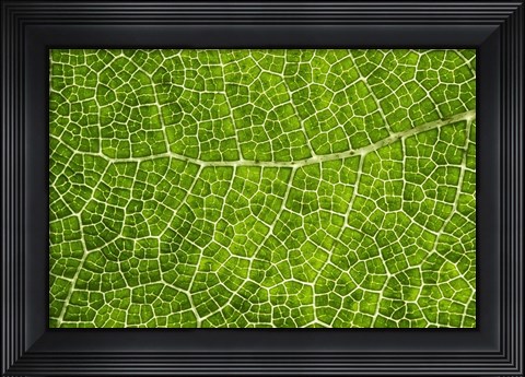 Framed Green Leaf Texture Print