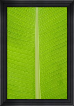 Framed Leaf Texture I Print