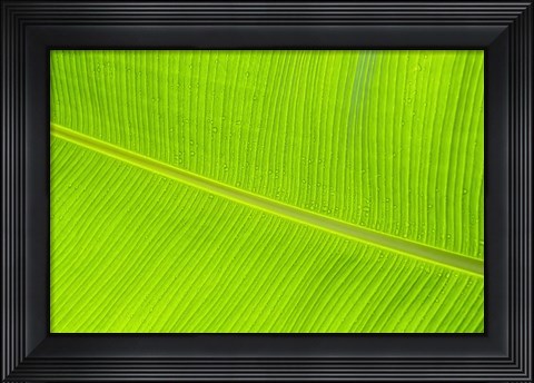 Framed Leaf Texture II Print