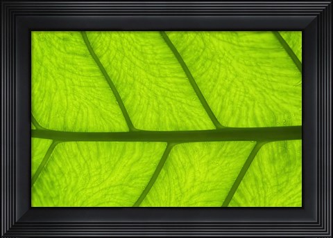 Framed Leaf Texture III Print