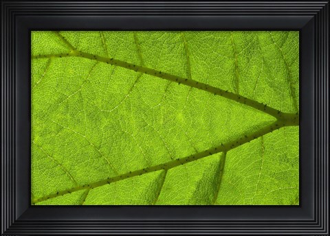 Framed Leaf Texture IV Print