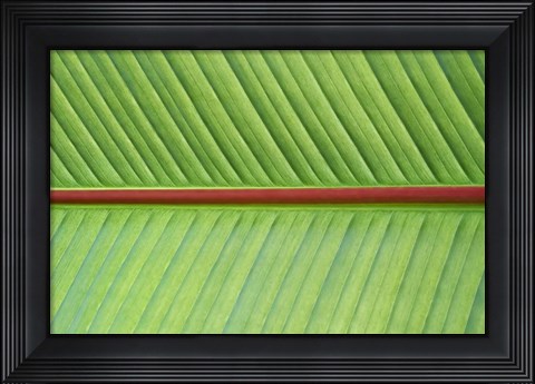 Framed Leaf Texture V Print