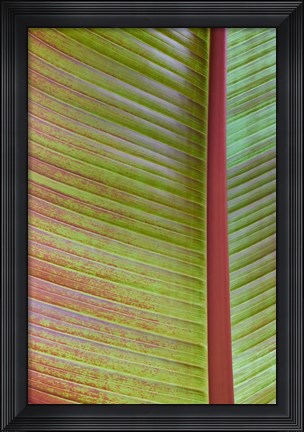 Framed Leaf Texture VI Print