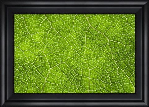 Framed Leaf Texture VII Print