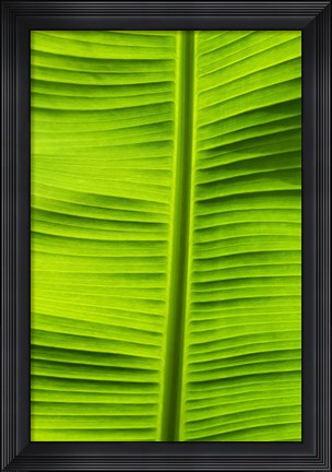 Framed Leaf Texture VIII Print