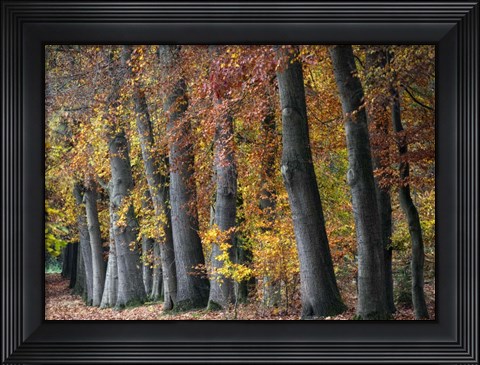 Framed Autumn Beeches I Print