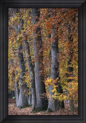 Framed Autumn Beeches II Print