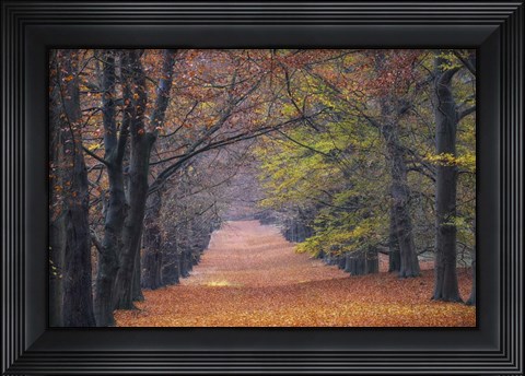 Framed Beech Lane Print