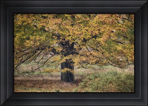 Framed Beech Tree Print