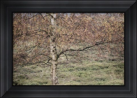 Framed Birch Print