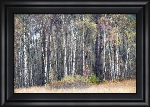 Framed Birches Print