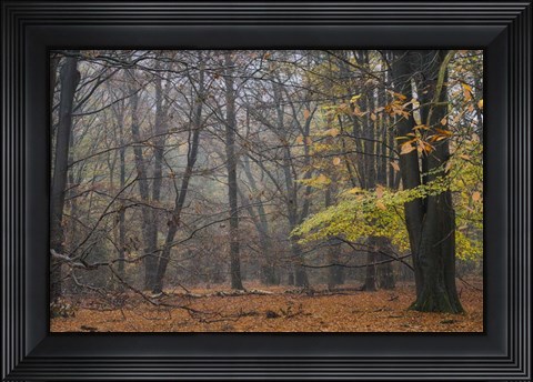 Framed Hazy Wood Print