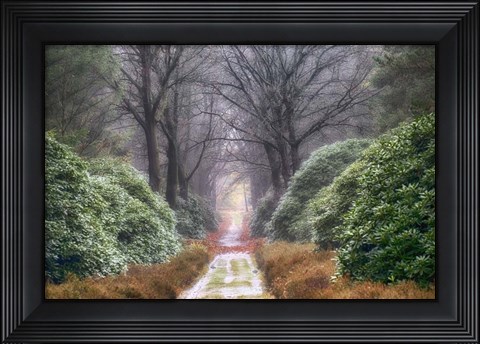 Framed Rhodondendron Lane Print
