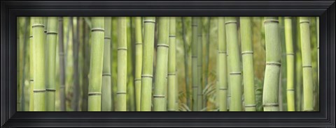 Framed Bamboo Scape Print