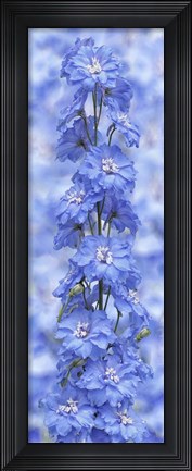 Framed Blue Larkspur Print