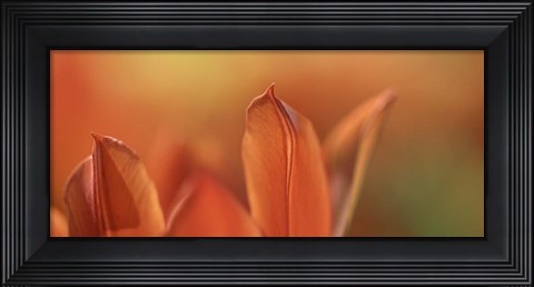 Framed Duc van Tol Orange Tulip Print
