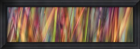 Framed Grass Spectrography Print