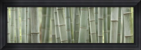 Framed Grey Bamboo Scape Print