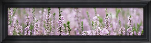Framed Heather Scape Print