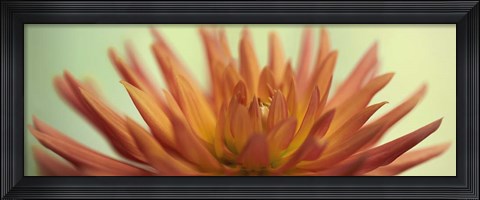 Framed Orange Dahlia Scape Print