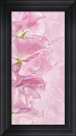 Framed Pink Sweet Peas Print
