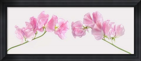Framed Two Sweet Peas Print