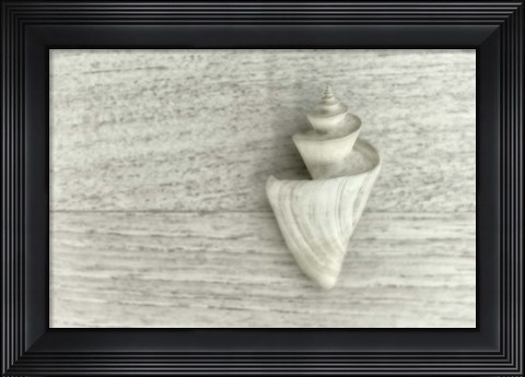 Framed Japanese Wonder Shell Print