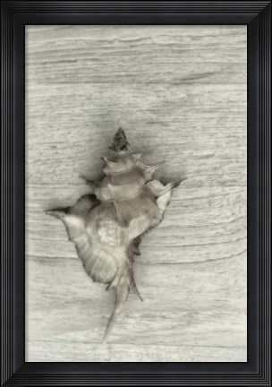 Framed Murex Shell Print