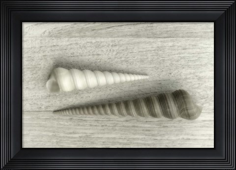 Framed Sea Snail Shells Print