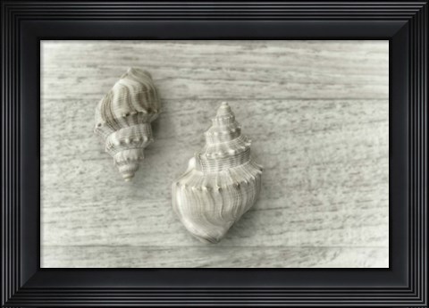 Framed Two Cancellaria Shells Print