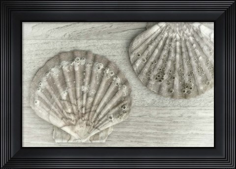 Framed Two King Scallop Shells Print