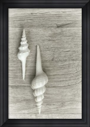Framed Two White Shells Print