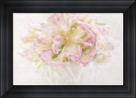 Framed Pink Parrot Tulips Bouquet Print