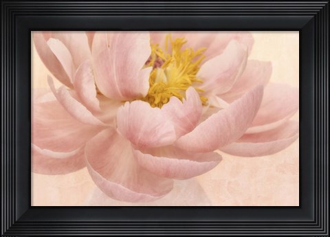 Framed Pink Peony Print