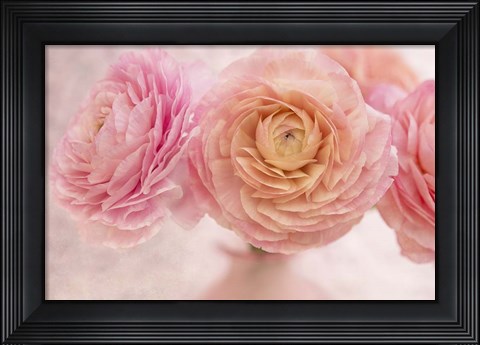 Framed Pink Persian Buttercup Bouquet Print