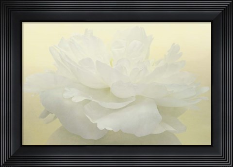 Framed Pure White Peony Print