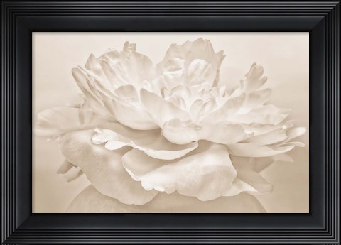 Framed White Peony Print