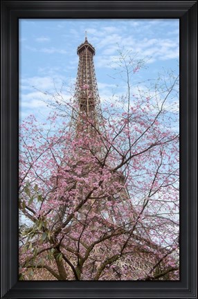 Framed Eiffel Tower with Blossoming Cherry Tree Print