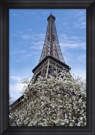 Framed Eiffel Tower with Blossoming Magnolia Print
