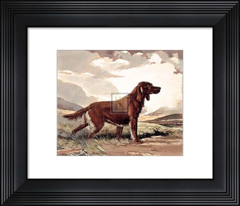 Framed Irish Setter Print
